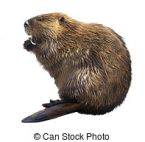 north-american-beaver-isolated-on-white-stock-photos_csp47056234