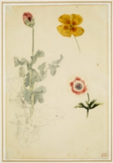 Study of Flowers, 1845-1850